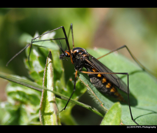 Unknown cranefly (Family Tipulidae)