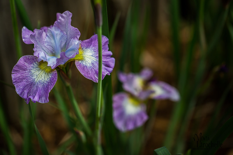 Iris sibirica Lavender Fair 18721881059_53c31abc6e_c