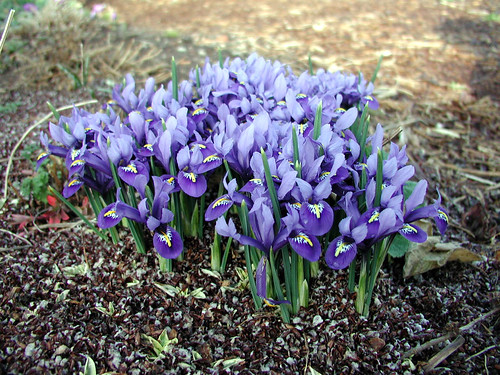 Iris reticulata 'Harmony' 2 20 02