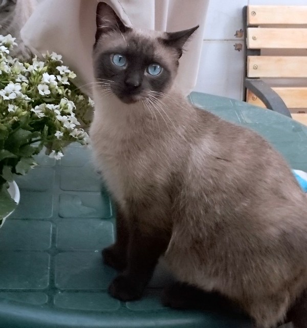 Sting, gato siamés de ojazos azules excelente compañero, nacido en Agosto´13, en adopción. Valencia. ADOPTADO. 17936227513_7c9ff1eb2e_z