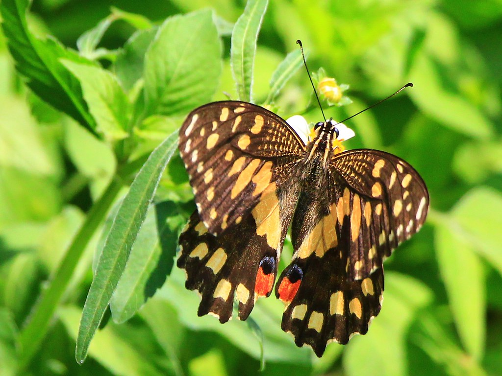 IMG_2791 無尾鳳蝶 Papilio demoleus