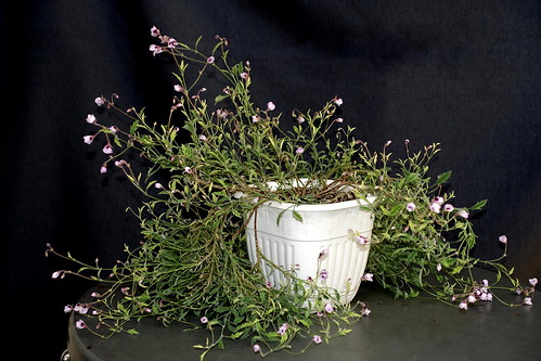 Pelargonium tricolor, a rare form with lilac flowers