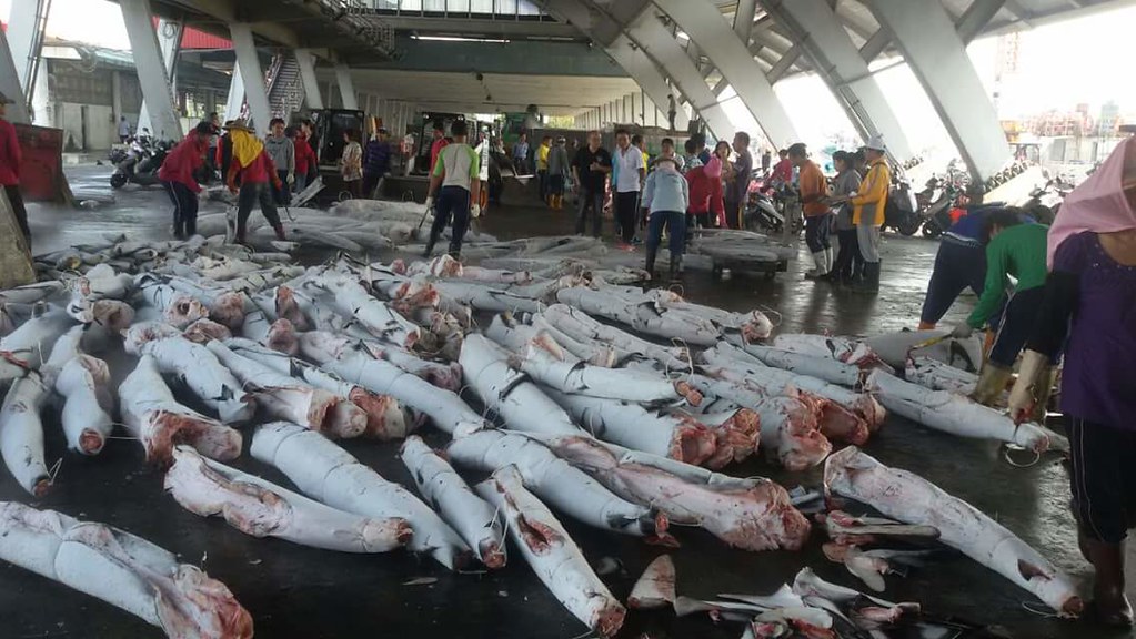 俗稱水鯊的鋸峰齒鯊，是我國利用最多的鯊魚品種。圖片來源：白尚儒