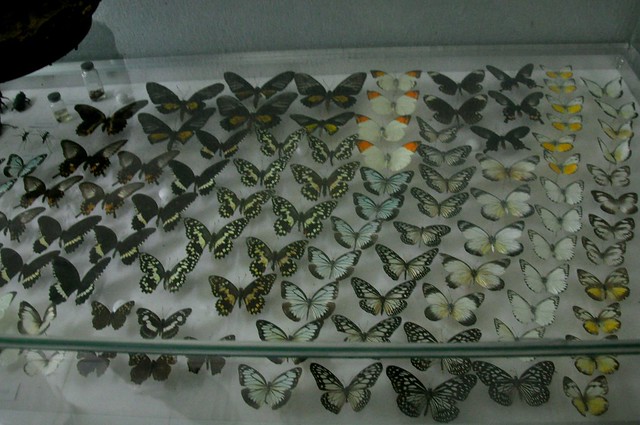 Museum of Natural History, NUEBG, Ilocos Norte