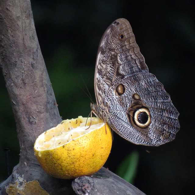 Giant Owl butterfly