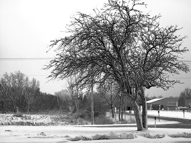 Snow and Tree
