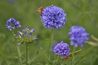 SF Botanical Garden - Purple flower with bee