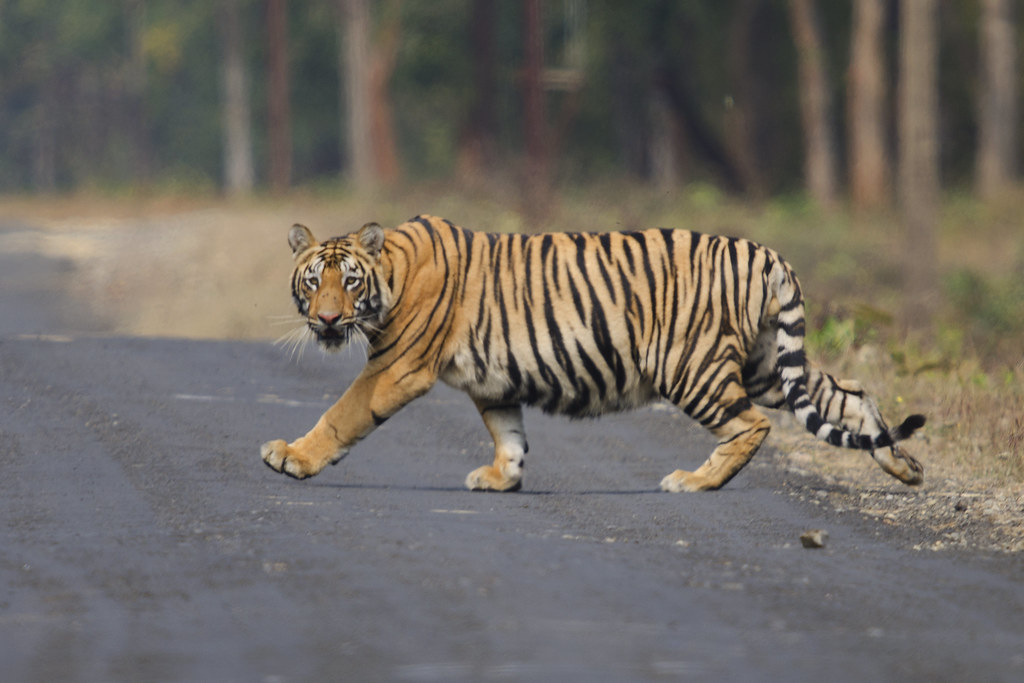 作者：Atul Dhamankar；圖片來源：WWF