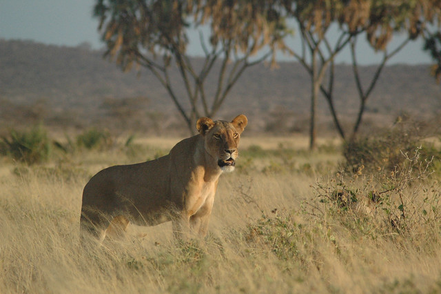 photo of lion in Samburu