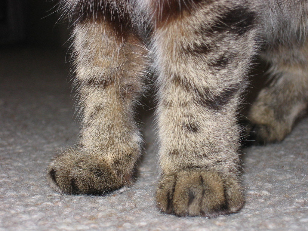 Cat-Paws