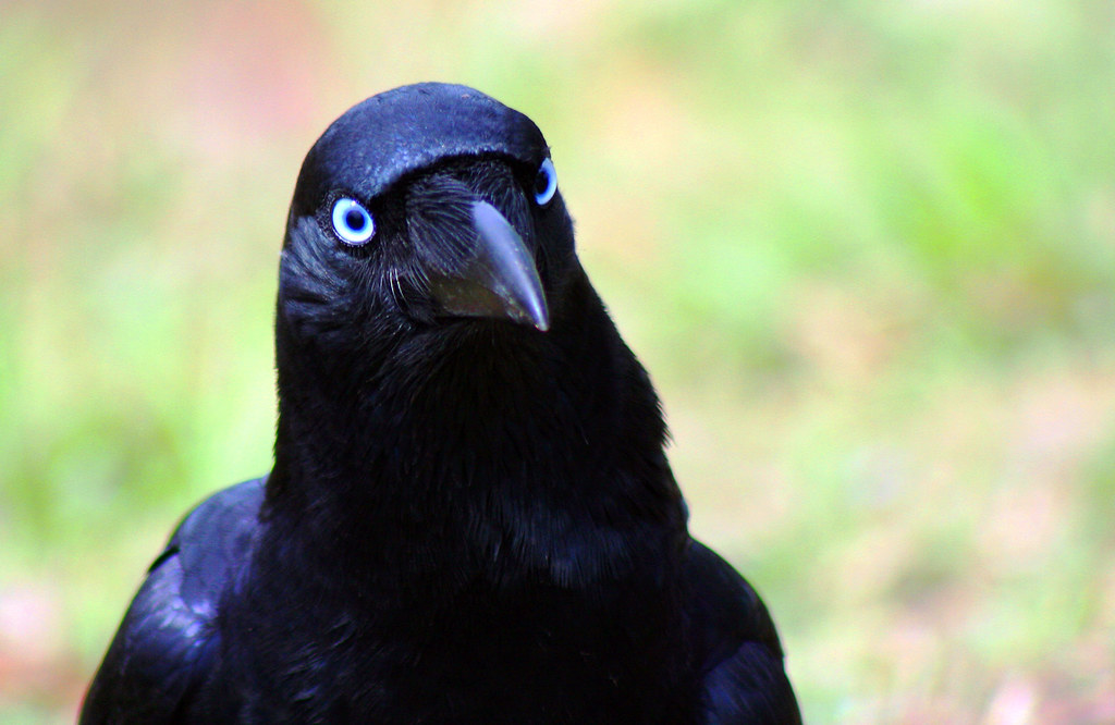 meet-the-misunderstood-american-crow