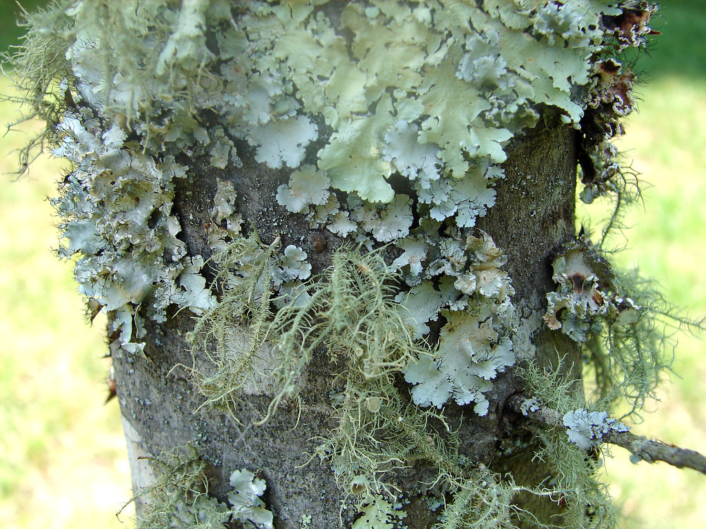 lichens on maple tree bark 2 I like lichens. I think