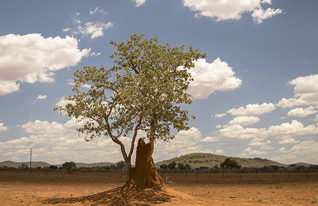 NAMIBIA & KRUGER por libre: 21 días Very WILD - Blogs de Africa Sur - Parque Nacional ETOSHA (8)