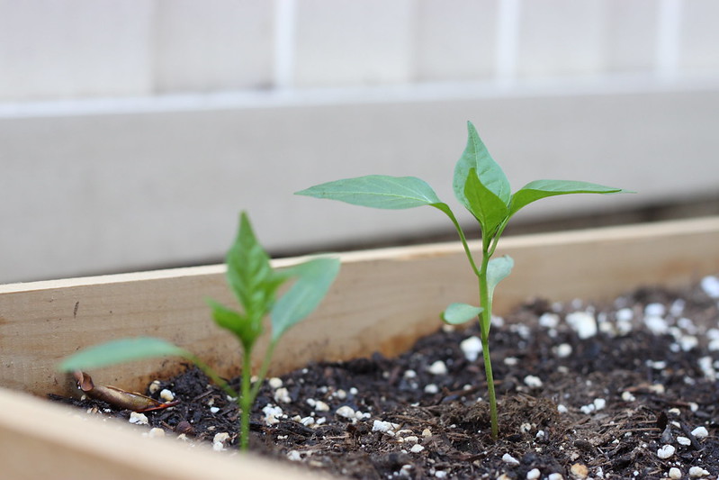 Bell Pepper Plants 6/2015