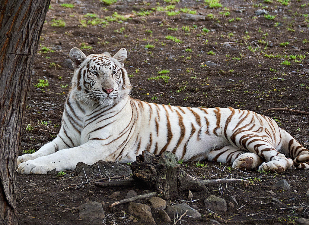White Tiger Panthera Tigris Tigris The White Tiger Pan… Flickr