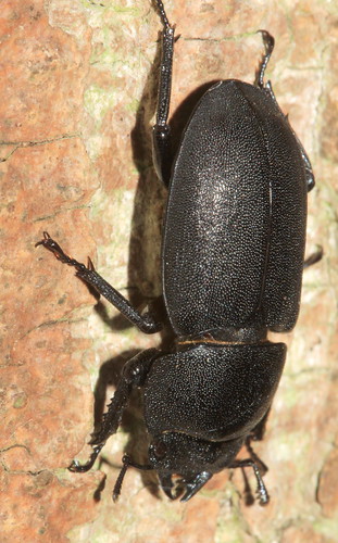 Beetle 9293