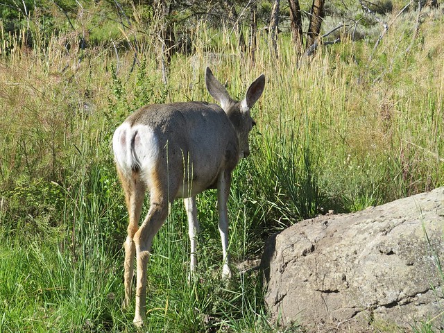 Mule Deer near Mammoth at Yellowstone National Park in Park County, WY