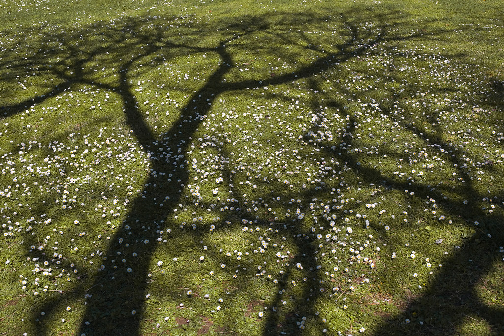 Тени деревьев и маргаритки в парке Эдуарда VII