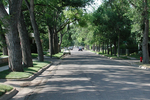 Urban trees on a boulevard