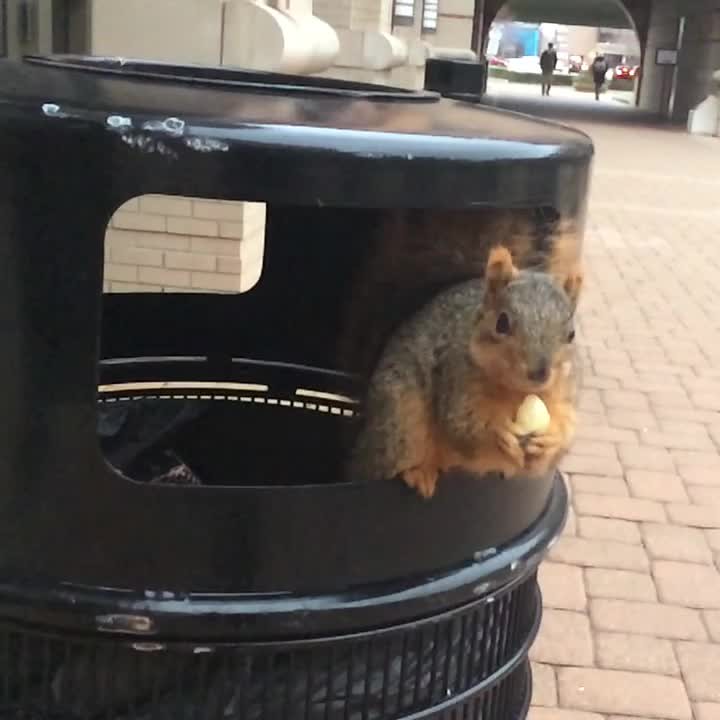 Image result for squirrel eating garbage