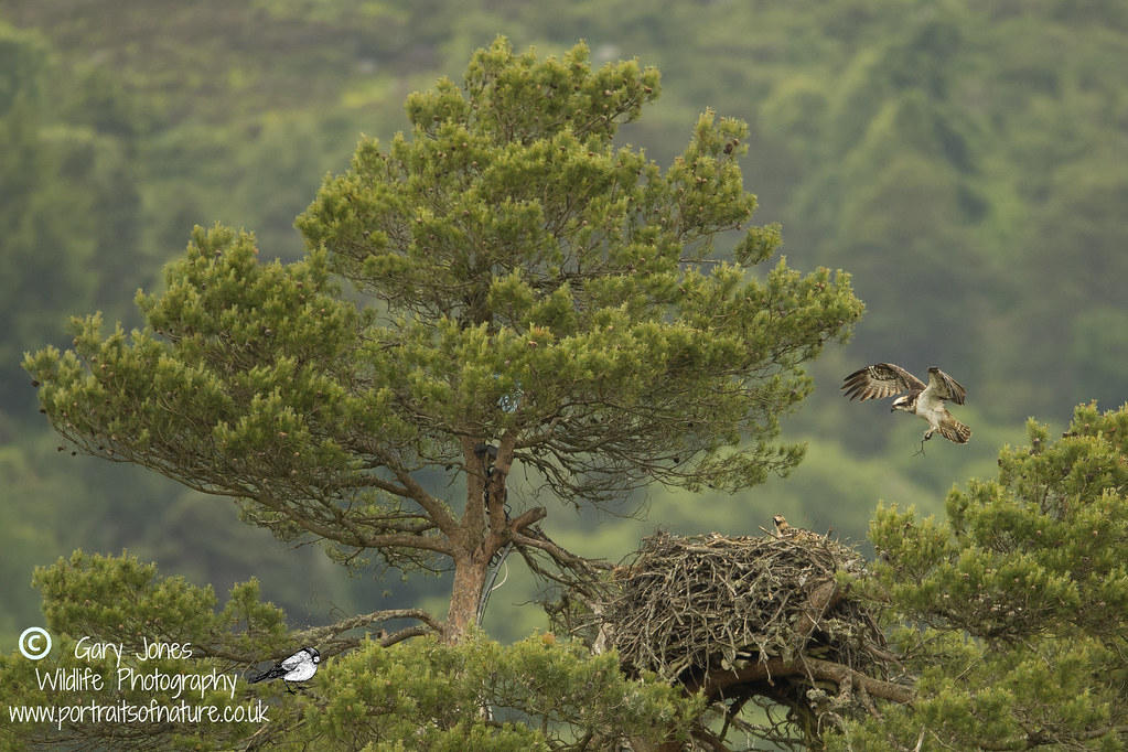 female landing at the Loch of the Lowes nest