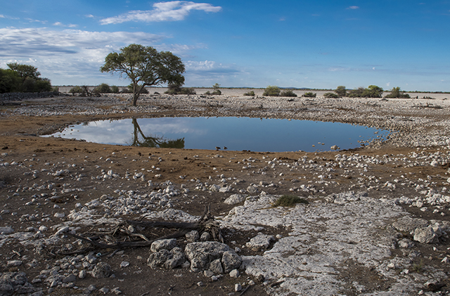 NAMIBIA & KRUGER por libre: 21 días Very WILD - Blogs de Africa Sur - Parque Nacional ETOSHA (19)