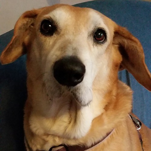 Yes Sophie, it's Monday... already. #houndmix #dogsofinstagram #rescueddogsofinstagram #seniordog #ilovemyseniordog #instadog #instahound #adoptdontshop #muttstagram