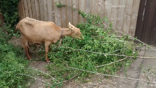 branches for goats June 15