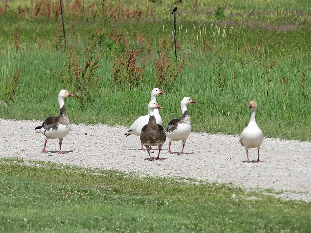 Snow Goose at Emiquon the Nature Conservancy in Fulton County, IL 03