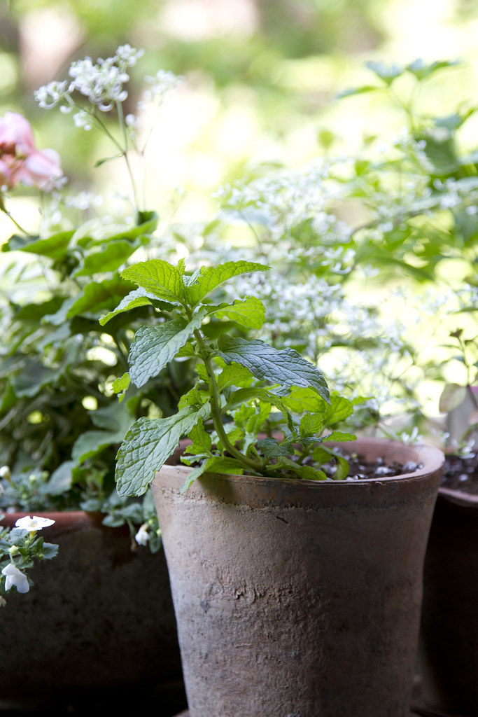 tiny garden: june update | reading my tea leaves