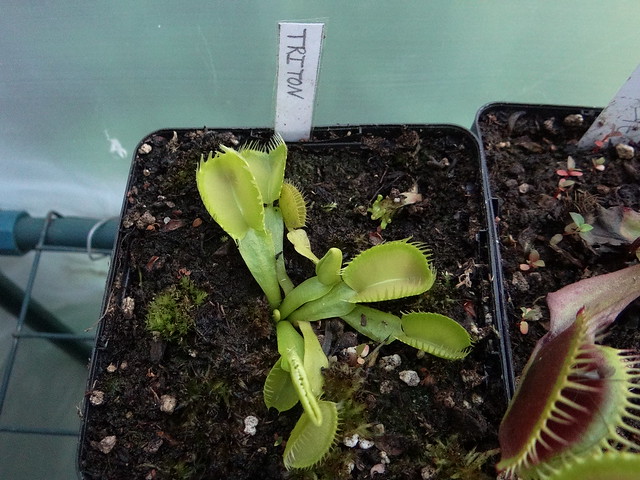 Dionaea muscipula 'Triton'