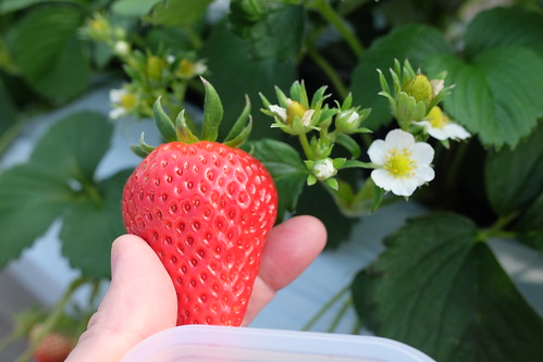 polepole farm strawberry picking 11