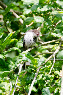 Very Long-tailed tit