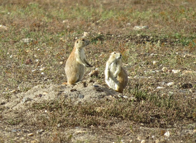 Prairie Dogs in The Badlands National Park in South Dakota 02