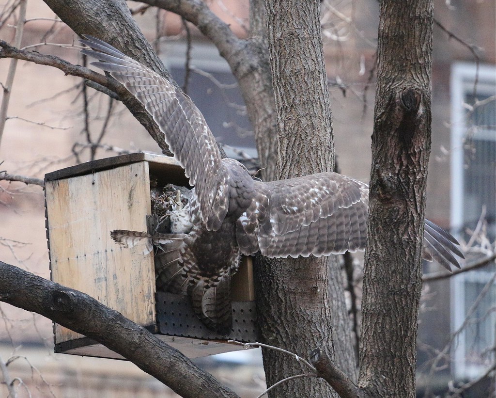 Juvenile red-tail raids a squirrel nest