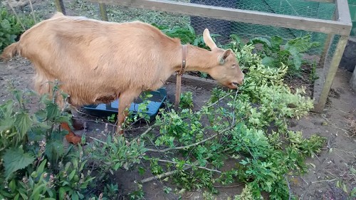 goat eating hawthorn June 15