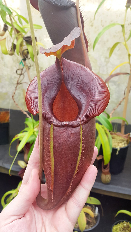 Nepenthes spathulata × jacquelineae
