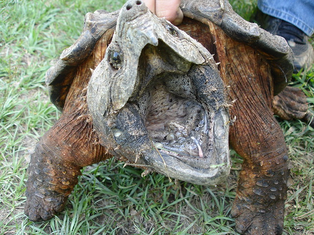 A large menacing Alligator Snapping turtle, looking decidedly uncuddly.