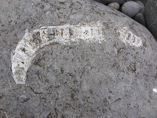 Pembroke Coast Path: Stackpole Loop - Fossils