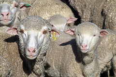 Merino ewe and lamb