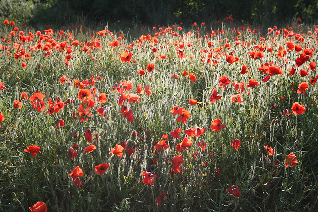 poppies at sunset
