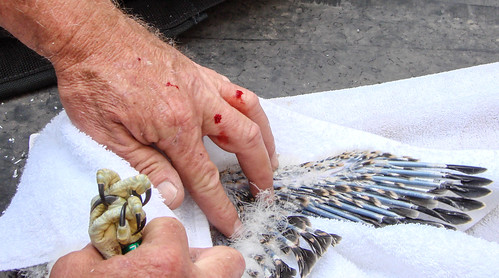 Banding Peregrine Falcons can be bloody