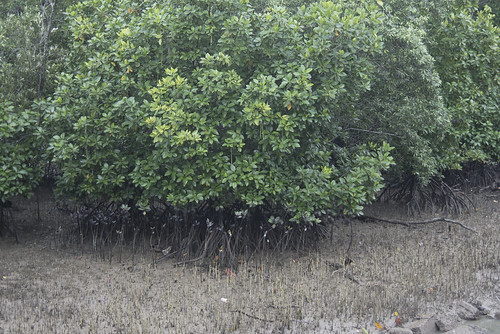 Changi Creek mangroves after oil spill in Johor Strait, Jan 2017