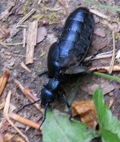 Oil Beetle 2238