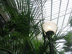 globe lights and palms