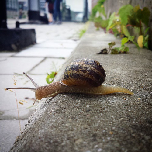 'Catching a train' - #etterbeek #station #Brussels # belgium 2015 #photography #snail #slow #travel #train #nmbs #sncb #animal