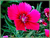 Dianthus spp. and hybrids [Carnation (D. caryophyllus), Pink (D. plumarius and related species), Sweet William (D. barbatus), Chinese/Rainbow Pink (D. chinensis)]