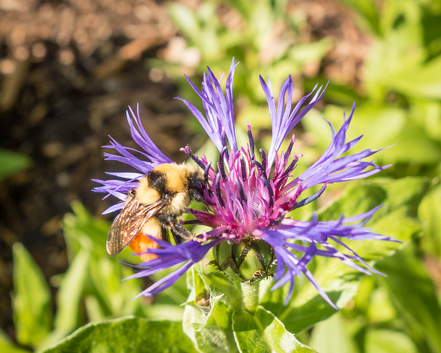 bee enjoying flower