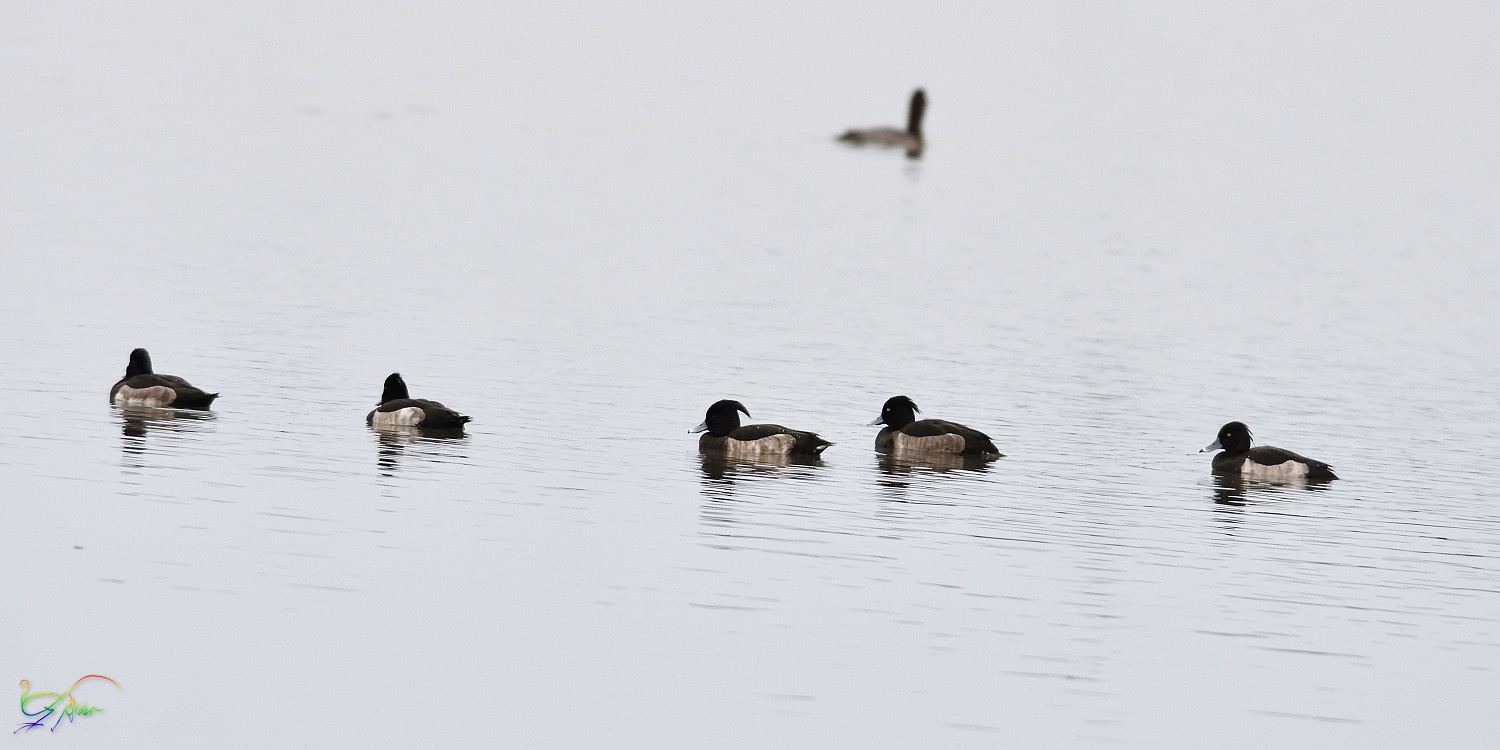 Tufted_Duck_4425