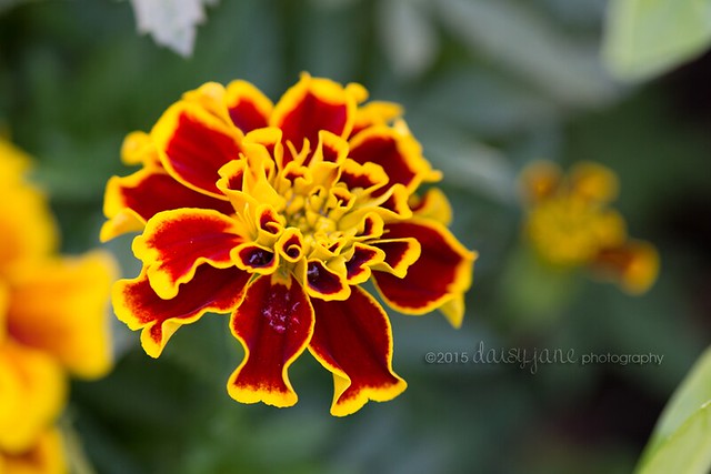 daisyjanephotography marigold garden 6a web